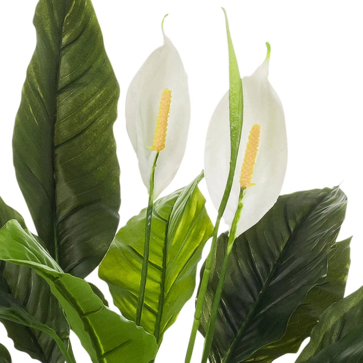 Vita blommor och gröna blad på de Konstgjorda växter Spathiphyllum 1 från hjh OFFICE