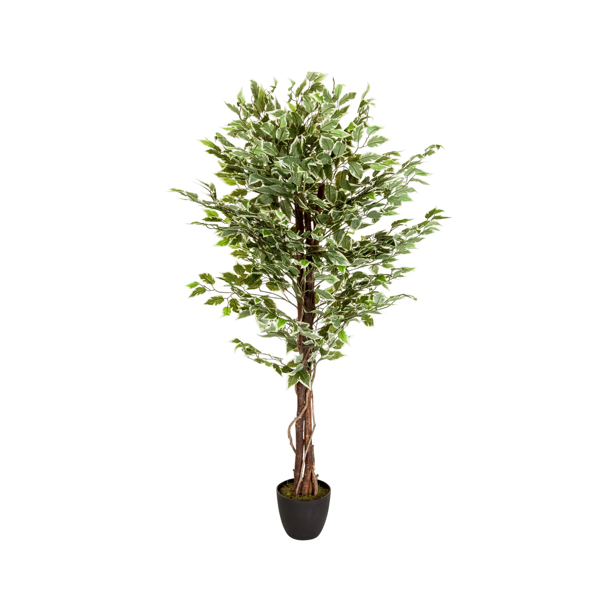Grön Konstgjorda växter FICUS med flätad stam i en svart kruka från hjh OFFICE – 360-gradersvy (framifrån 0°)