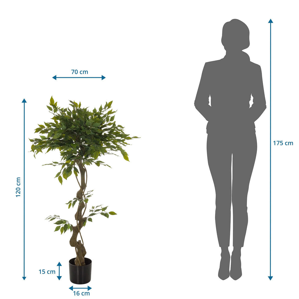 Måttskiss av Konstgjorda växter FICUS I med en höjd på 120 cm och en bredd på 70 cm från hjh OFFICE