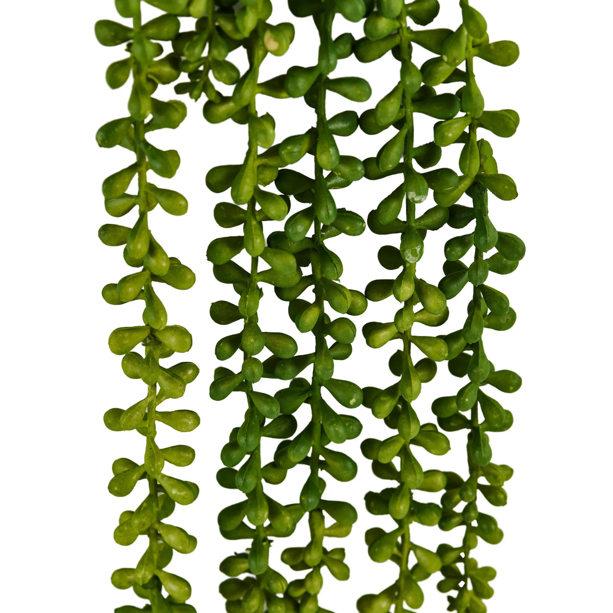 Gröna blad från den hängande växten Senecio Climb från hjh OFFICE
