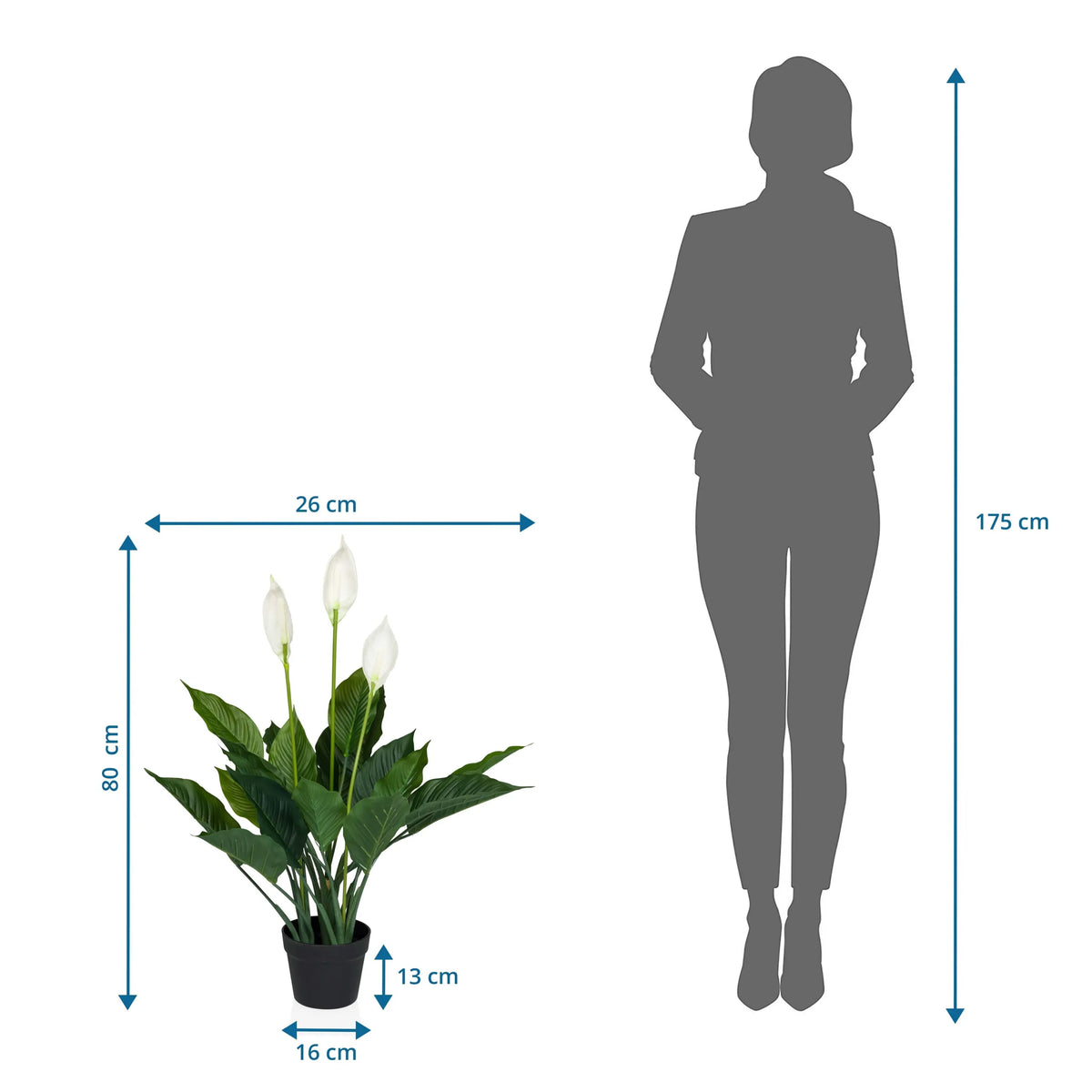 Måttritning av Konstgjorda växter SPATHIPHYLLUM med en höjd på 80 cm och bredd på 26 cm från hjh OFFICE
