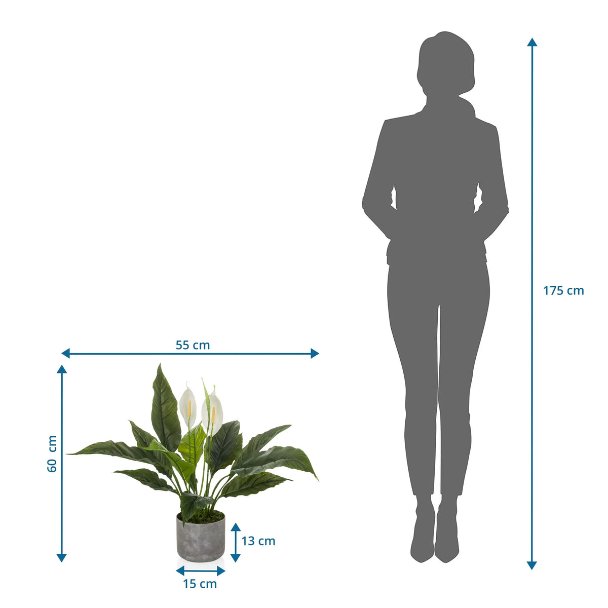 Måttritning av Konstgjorda växter Spathiphyllum 1 med 60 x 55 cm i jämförelse med en person från hjh OFFICE