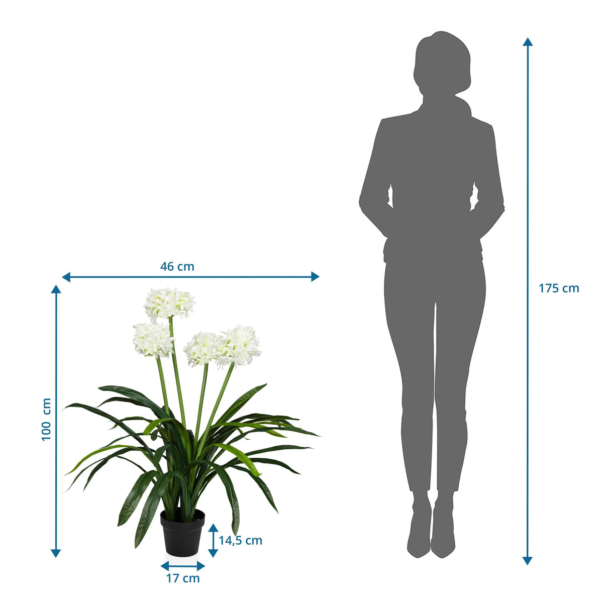 Måttritning av Konstgjorda växter AGAPANTHUS med en höjd på 100 cm och bredd på 46 cm från hjh OFFICE