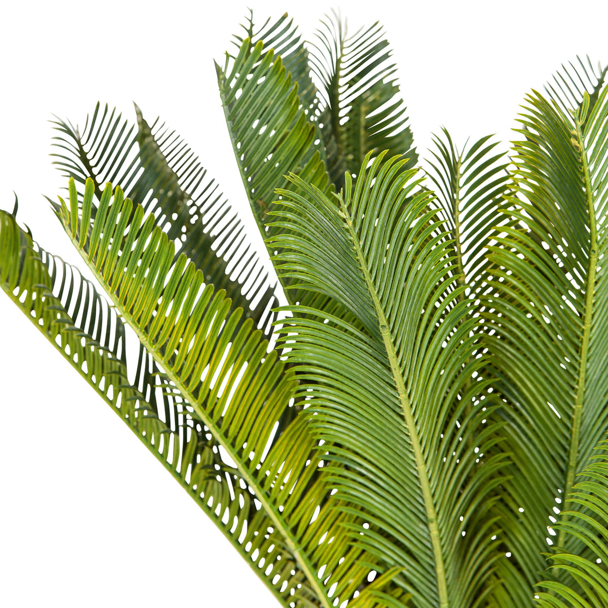 Gröna blad från de Konstgjorda växter CYCAS från hjh OFFICE