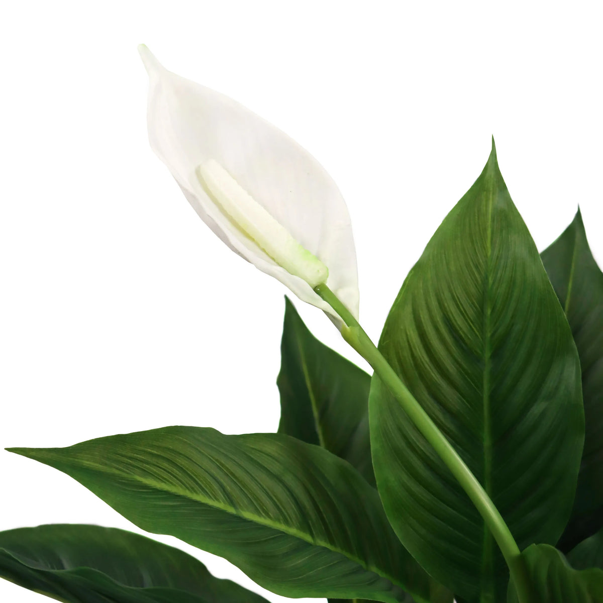 Vit blomma och gröna blad från den konstgjorda växten SPATHIPHYLLUM från hjh OFFICE
