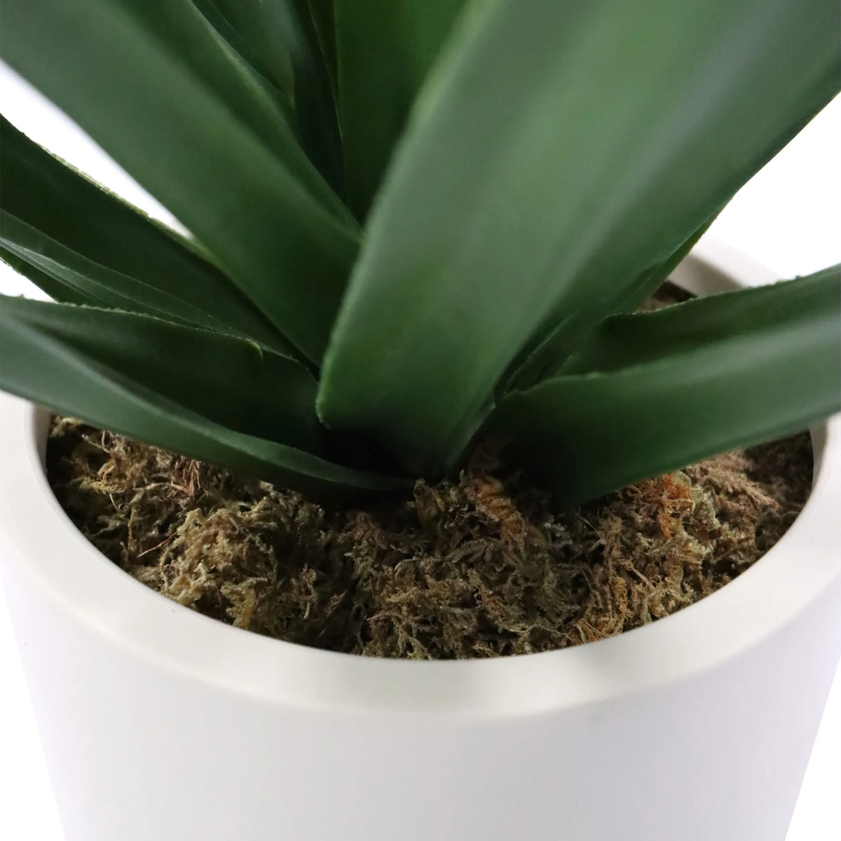 Gröna blad och mossbeklädnad på de Konstgjorda växter Agave i en vit kruka från hjh OFFICE
