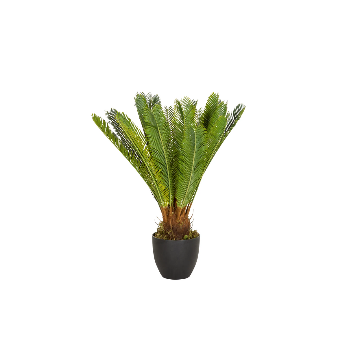 Gröna Konstgjorda växter CYCAS i en svart kruka från hjh OFFICE – 360-gradersvy (framifrån 0°)