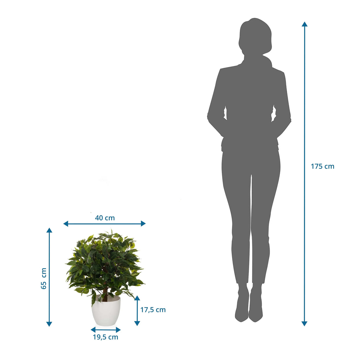 Måttritning av Konstgjorda växter FICUS II med en höjd på 65 cm och bredd på 40 cm från hjh OFFICE