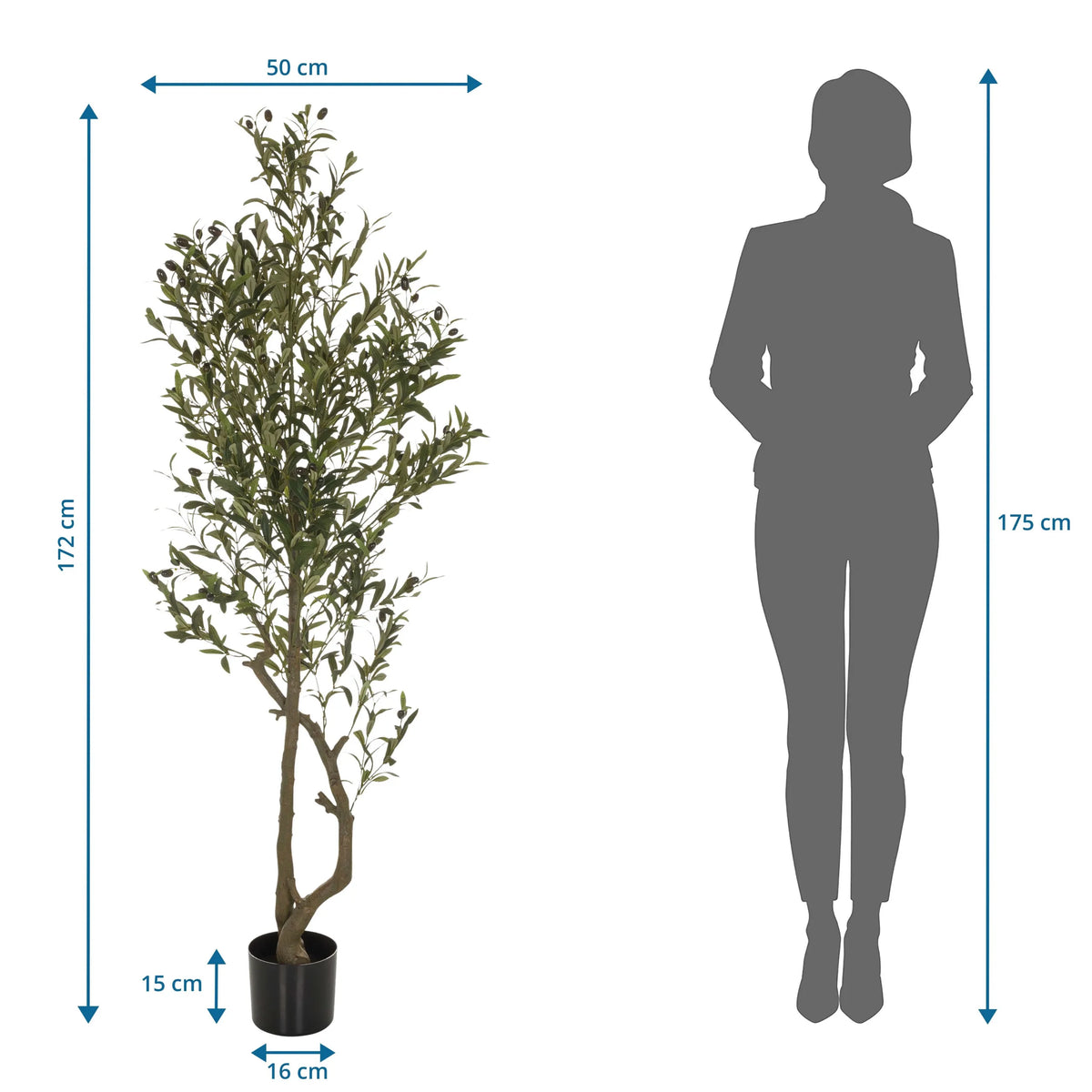 Måttskiss av Konstgjorda växter OLIVE I med en höjd på 172 cm från hjh OFFICE
