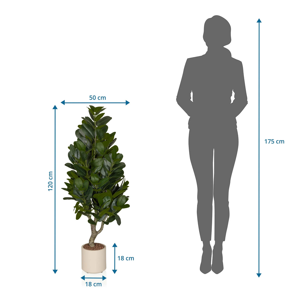 Måttskiss för Konstgjorda växter Garcinia med en höjd på 120 cm och bredd på 50 cm från hjh OFFICE