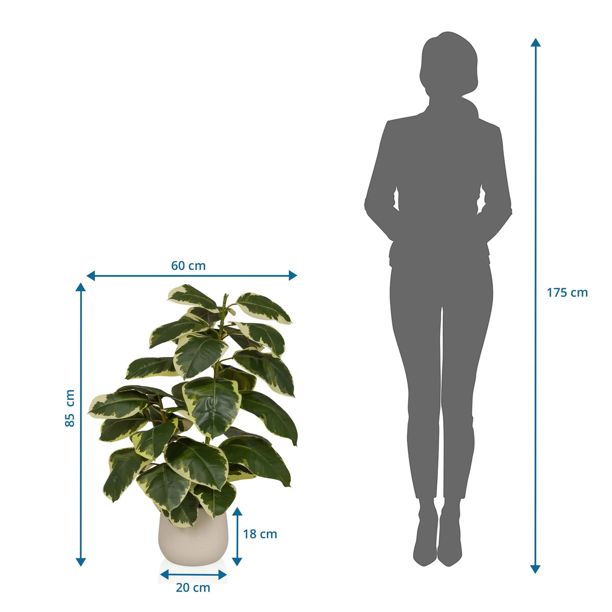 Måttritning av de Konstgjorda växter Ficus 3 med en höjd på 85 cm och bredd på 60 cm från hjh OFFICE