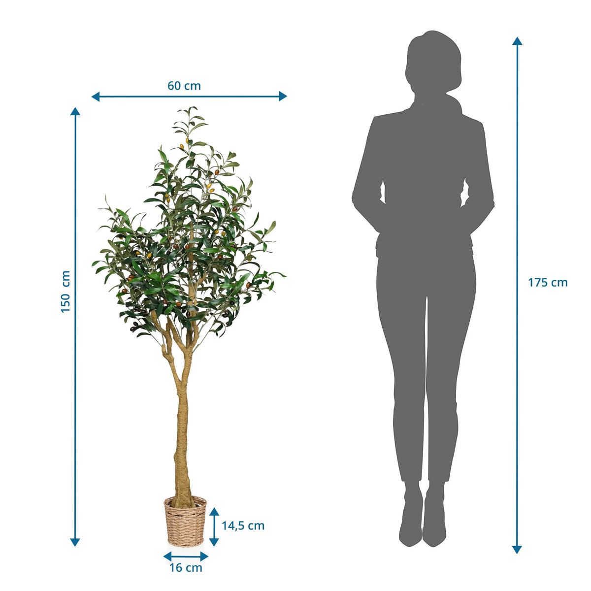 Måttskiss av Konstgjorda växter OLIVE II med en höjd på 150 cm och bredd på 60 cm från hjh OFFICE