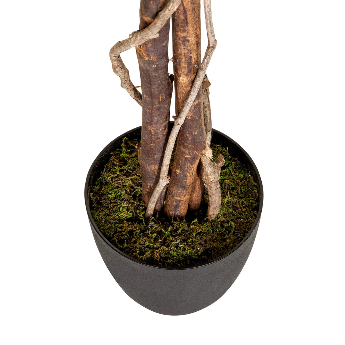Stammar och kruka med grön mossa från de Konstgjorda växter FICUS från hjh OFFICE