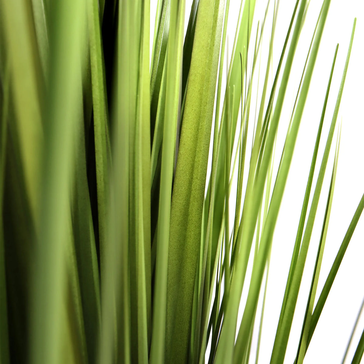 Gröna blad från den konstgjorda växten CORTADERIA från hjh OFFICE