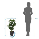 Måttritning av de Konstgjorda växter LYRATA med en höjd på 80 cm från hjh OFFICE