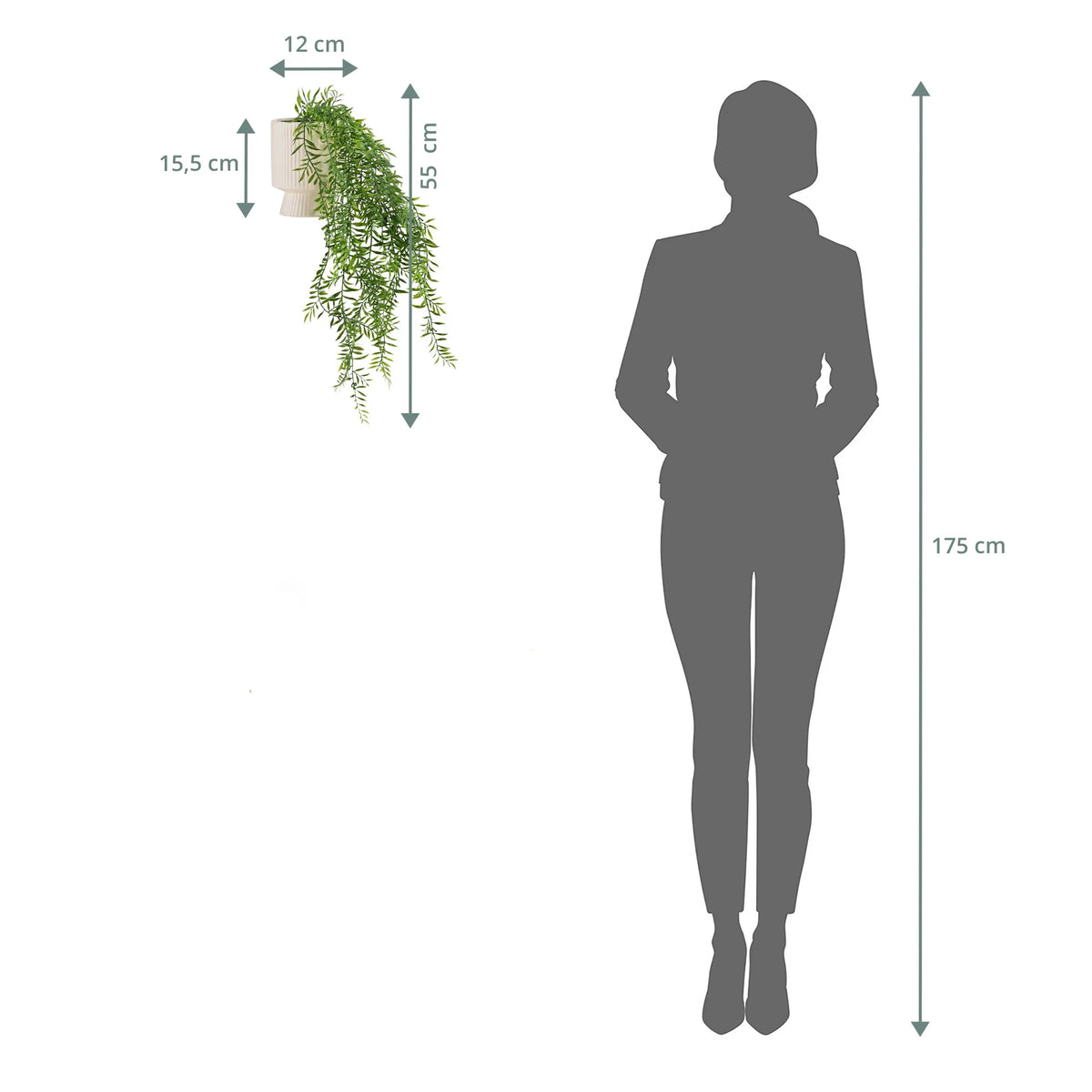 Måttritning av väggväxten Filix med en total höjd på 55 cm och en bredd på 12 cm från hjh OFFICE