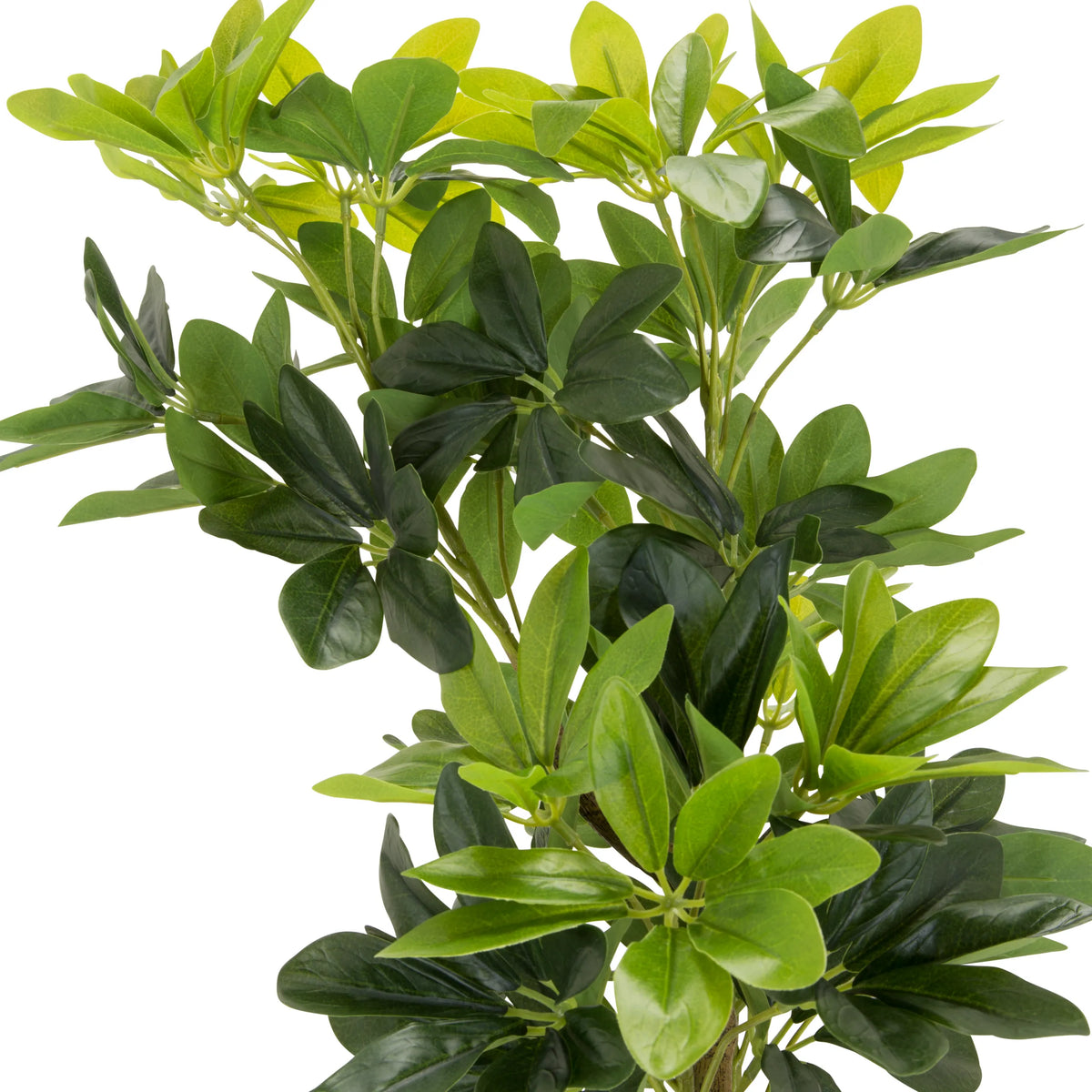 Gröna blad från den konstgjorda växten SCHEFFLERA från hjh OFFICE