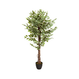Grön Konstgjorda växter FICUS med flätad stam i en svart kruka från hjh OFFICE – 360-gradersvy (framifrån 0°)