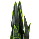 Gröna blad från den konstgjorda växten SANSEVIERIA med mörkgröna mönster från hjh OFFICE