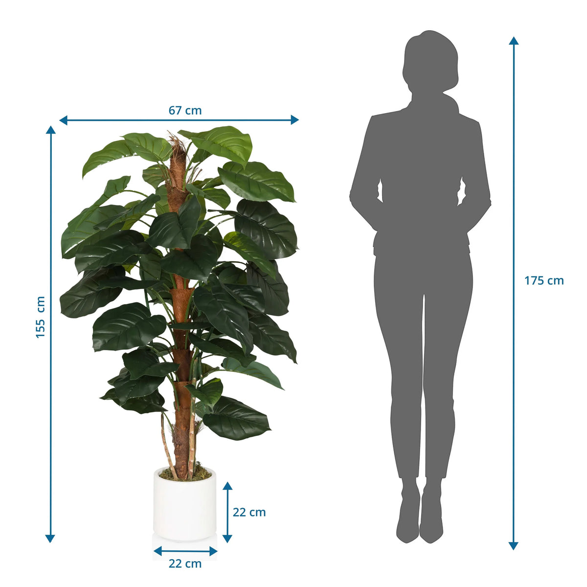 Måttritning av Konstgjorda växter EPIPREMNUM med en höjd på 155 cm och bredd på 67 cm från hjh OFFICE