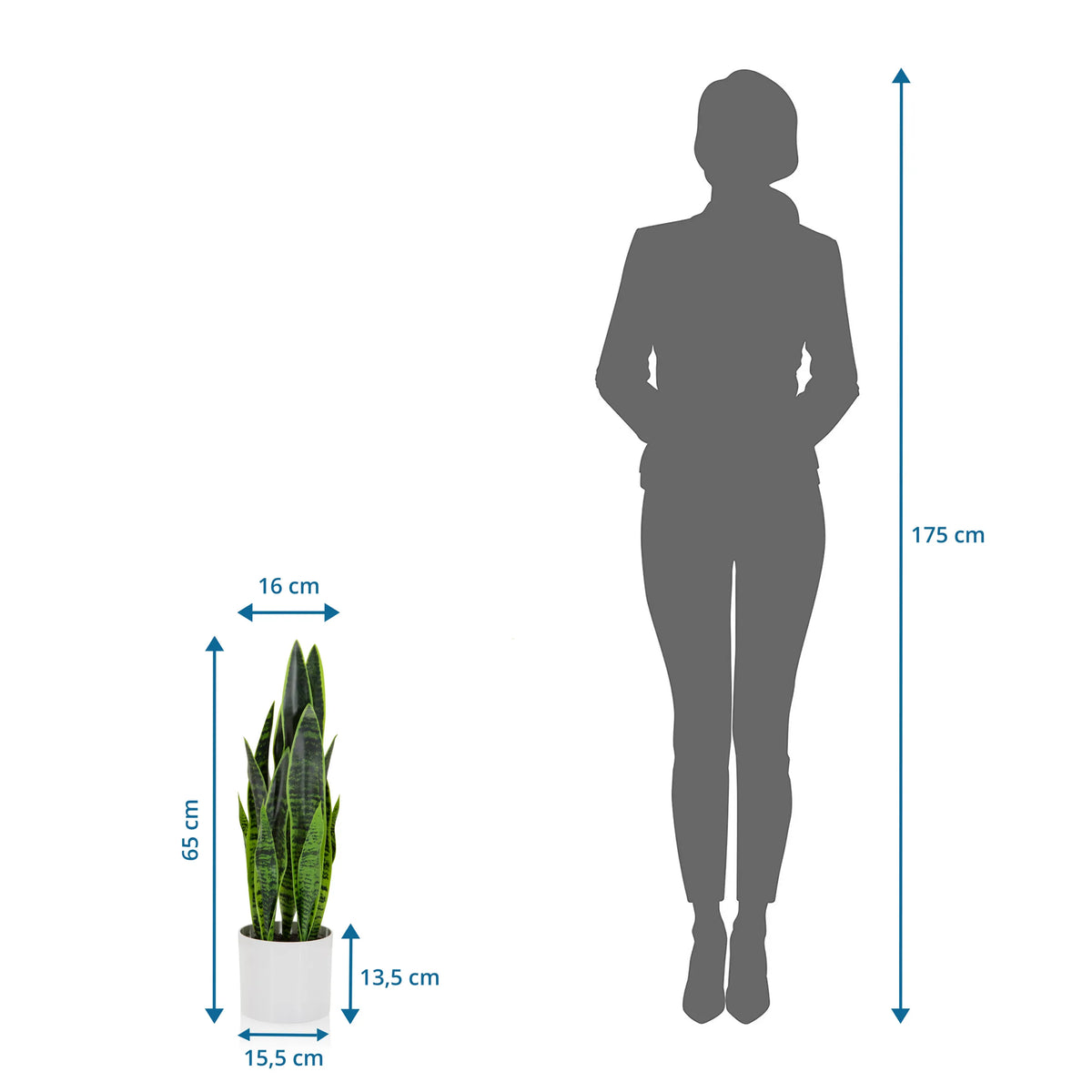 Måttvy av Konstgjorda växter SANSEVIERIA med en höjd på 65 cm bredvid en personsilhuett från hjh OFFICE