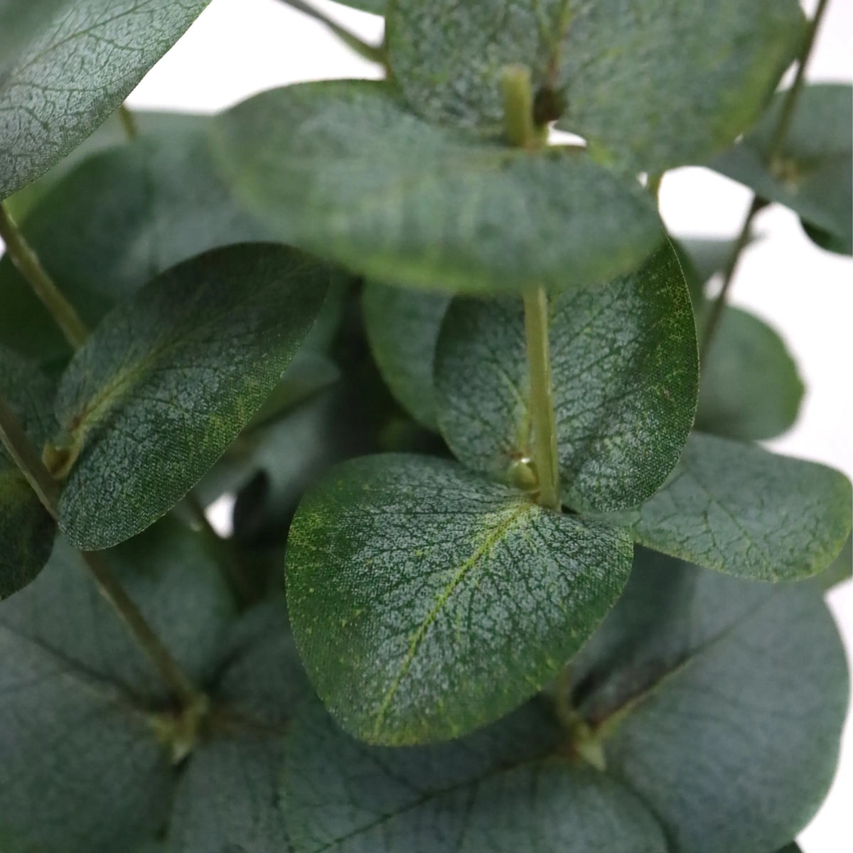 Gröna blad från den konstgjorda växten Eucalyptus från hjh OFFICE