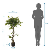 Måttskiss av Konstgjorda växter FICUS I med en höjd på 120 cm och en bredd på 70 cm från hjh OFFICE