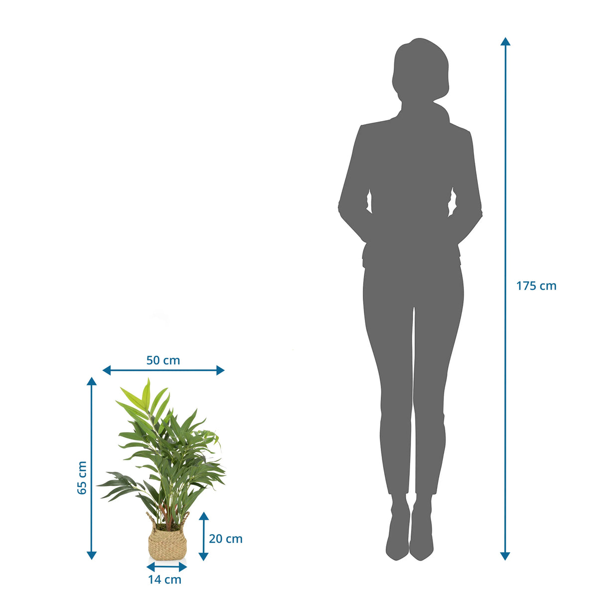 Måttskiss av Konstgjorda växter CHAMAEDOREA med en höjd på 65 cm från hjh OFFICE