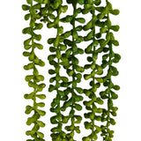 Gröna blad från den hängande växten Senecio Climb från hjh OFFICE
