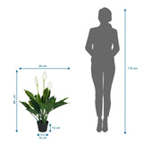 Måttritning av Konstgjorda växter SPATHIPHYLLUM med en höjd på 80 cm och bredd på 26 cm från hjh OFFICE