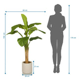 Måttskiss av Konstgjorda växter BANANE I med en höjd på 150 cm och bredd på 60 cm från hjh OFFICE
