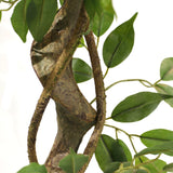 Strukturerad brun stam med gröna blad på de Konstgjorda växter FICUS I från hjh OFFICE