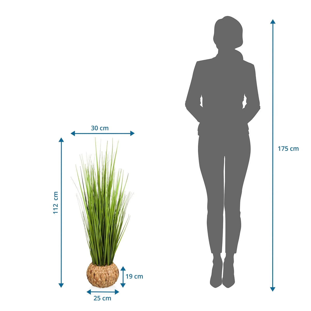 Måttritning av Konstgjorda växter CORTADERIA med en höjd på 112 cm och bredd på 30 cm från hjh OFFICE