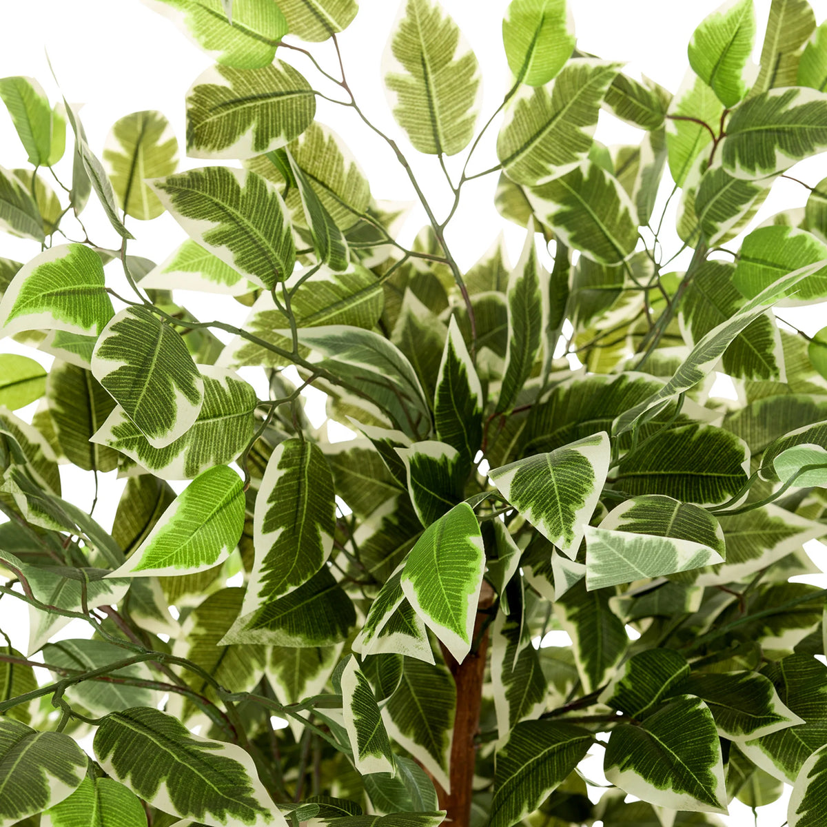 Grön-vita brokiga blad från de Konstgjorda växter FICUS från hjh OFFICE
