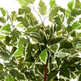 Grön-vita brokiga blad från de Konstgjorda växter FICUS från hjh OFFICE
