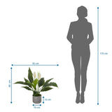 Måttritning av Konstgjorda växter Spathiphyllum 1 med 60 x 55 cm i jämförelse med en person från hjh OFFICE