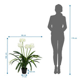 Måttritning av Konstgjorda växter AGAPANTHUS med en höjd på 100 cm och bredd på 46 cm från hjh OFFICE