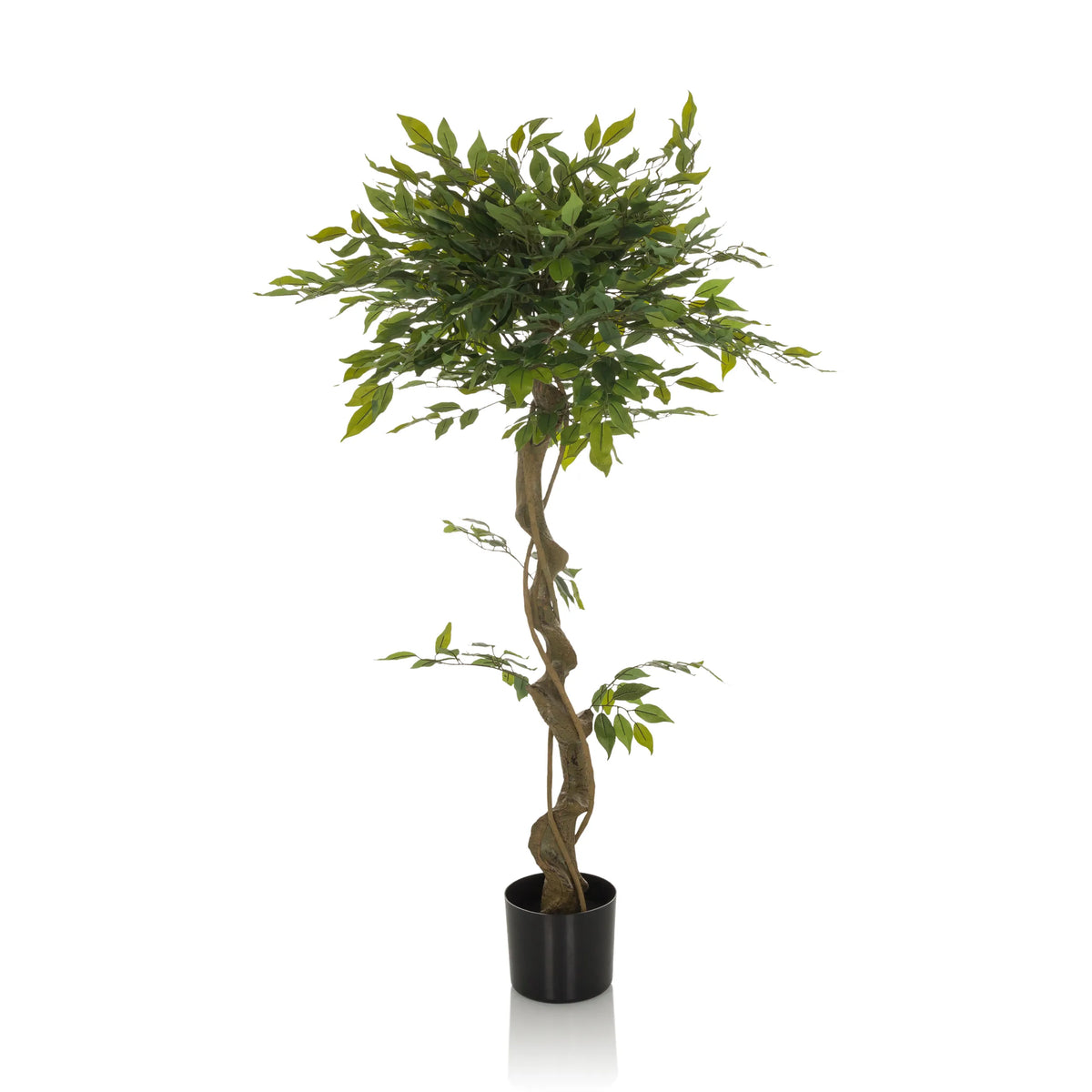 Grön Konstgjorda växter FICUS I med flätad stam i en svart kruka från hjh OFFICE – 360-gradersvy (sidoprofil 90°)