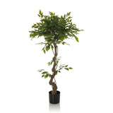 Grön Konstgjorda växter FICUS I med flätad stam i en svart kruka från hjh OFFICE – 360-gradersvy (framifrån 0°)
