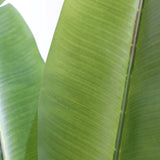 Grön bladstruktur på den Konstgjorda växter BANANE från hjh OFFICE