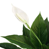 Vit blomma och gröna blad från den konstgjorda växten SPATHIPHYLLUM från hjh OFFICE