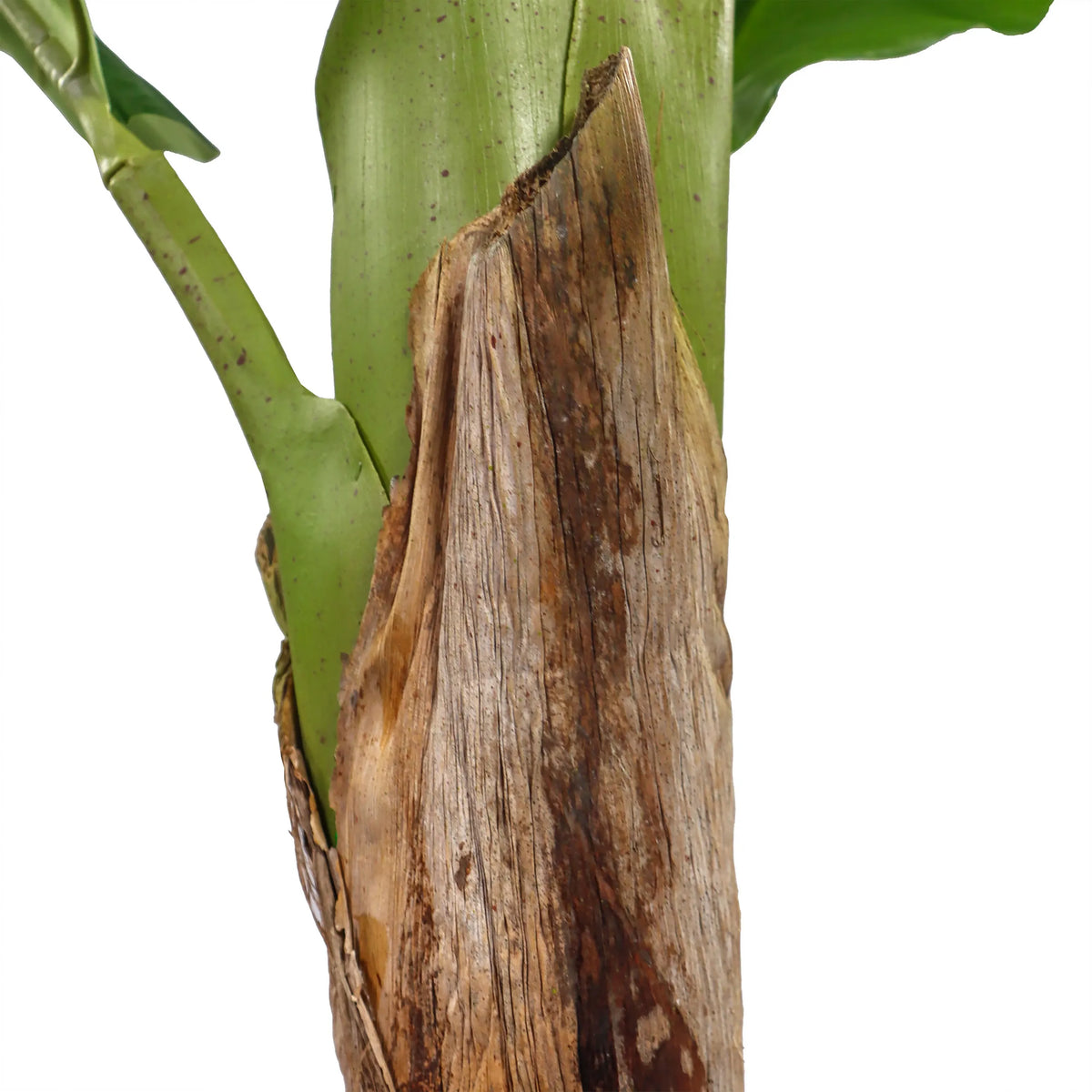 Huvudstam med brun bark från den konstgjorda växten BANANE I från hjh OFFICE