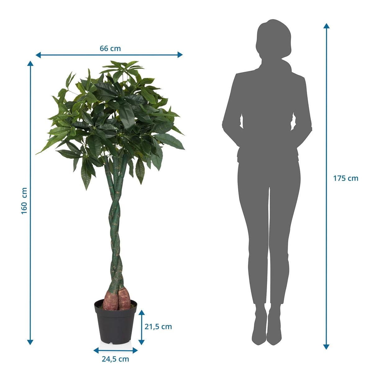 Måttritning av Konstgjorda växter PACHIRA med en höjd på 160 cm och bredd på 66 cm från hjh OFFICE