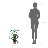 Måttskiss av Konstgjorda växter Eucalyptus med en höjd på 48 cm bredvid en personsiluett från hjh OFFICE