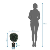 Måttvy av de Konstgjorda växter BUXUS med en höjd på 65 cm i jämförelse med en person från hjh OFFICE