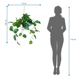 Måttskiss av den konstgjorda växten MONSTERA CLIMB med en total höjd på 100 cm från hjh OFFICE