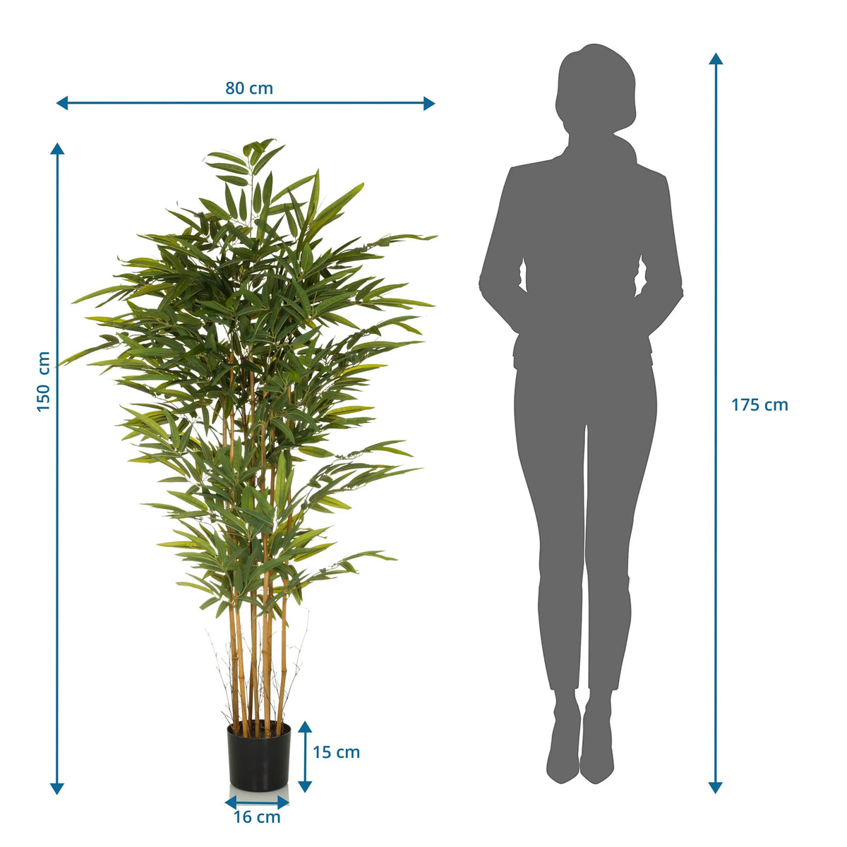 Måttskiss av Konstgjorda växter BAMBUS II med en höjd på 150 cm och bredd på 80 cm från hjh OFFICE