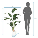 Måttritning av Konstgjorda växter STRELITZIA med en höjd på 150 cm från hjh OFFICE