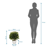 Måttritning av Konstgjorda växter FICUS II med en höjd på 65 cm och bredd på 40 cm från hjh OFFICE
