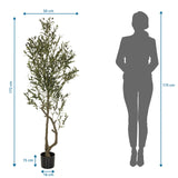 Måttskiss av Konstgjorda växter OLIVE I med en höjd på 172 cm från hjh OFFICE